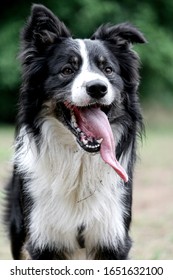 A Happy Dog With A Long Tounge