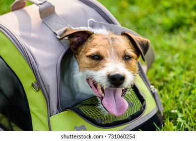 Happy Dog Looking Out Of Mesh Window Of Traveler Pet Carrier Bag