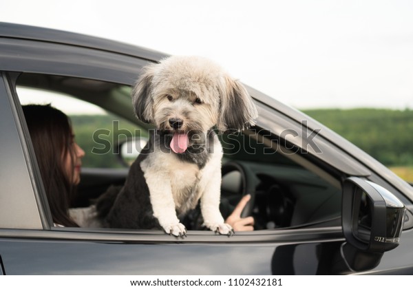 Happy dog is looking out of window of black car,\
smiling with tongue hanging out and driver in background. Dog\
sticks head out of moving car enjoy road trip in summer. Travel and\
vacation with pets.