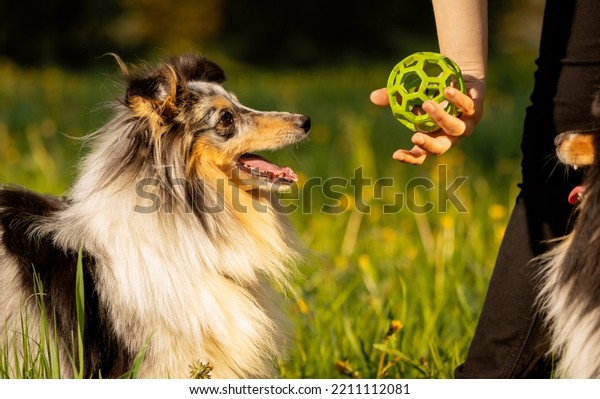 Happy dog looking at pet toy in\
outdoors. Pet owner holding green ball for Sheltie in\
hand