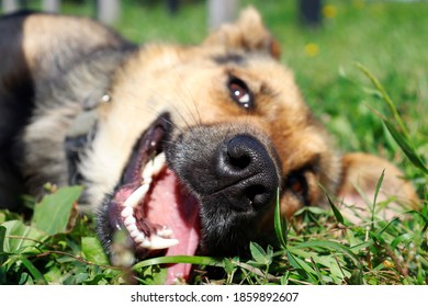 happy dog lying on the grass with hanging tongue - Shutterstock ID 1859892607