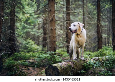 Happy Dog In Nature. Dirty Labrador Retriever Stay On Fallen Tree And Looking To Forest.