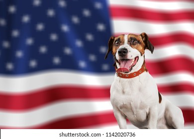 Happy Dog On American Flag Background