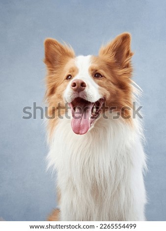 Happy dog on a blue background. border collie funny muzzle in studio