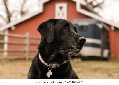 Happy Dog On The Farm