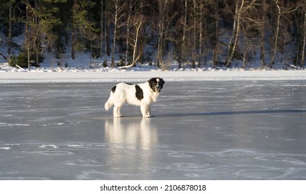 Happy Dog On Sea Ice. Landseer Dog On Slippery Surface. Big Clumsy Bear Like Dog Stumbling On Icy Sea. Sunny Winter Day. Estonian Coast, Baltic Sea, Europe.