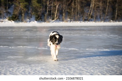 Happy Dog On Sea Ice. Landseer Dog On Slippery Surface. Big Clumsy Bear Like Dog Stumbling On Icy Sea. Sunny Winter Day. Estonian Coast, Baltic Sea, Europe.