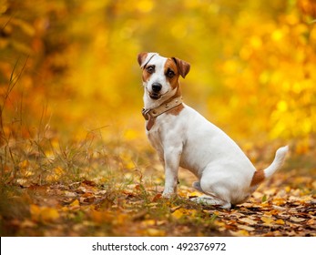 Happy dog outdoors. Pets sitting at autumn - Shutterstock ID 492376972