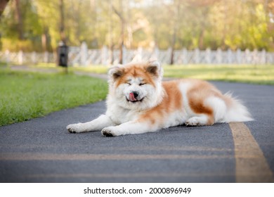 24 284件の 秋田犬 の画像 写真素材 ベクター画像 Shutterstock