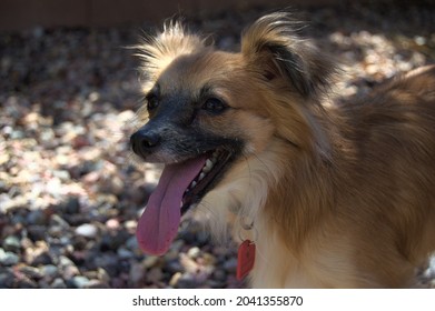 Happy Dog Panting In The Shade