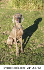 A happy dog panting, sitting on the grass in a park, purebred hunting female Weimaraner, also known as either silvery, gray or silver ghost.