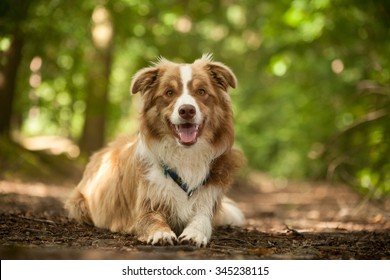 Happy Dog Photographed Outside In The Forest