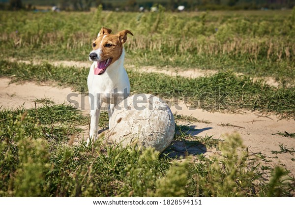 Happy dog play with ball in the\
field in summer day. Jack Russel terrier dog playing\
outdoors