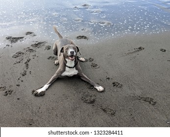 Happy Dog Play Stance On Muir Beach Barking For The Ball 