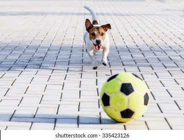 Happy Dog Playing With A Ball At Park. Jack Russell Terrier Running Down A Alley