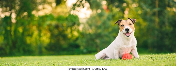 Happy Dog Playing With Ball Sitting At Backyard Lawn (panoramic Crop)