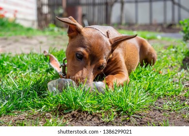 Happy dog playing on the green grass. - Shutterstock ID 1386299021