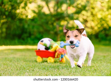 Happy Dog Playing Outdoor Walking With Rubber Bone Next To Cart Full Of Doggy Toys And Balls