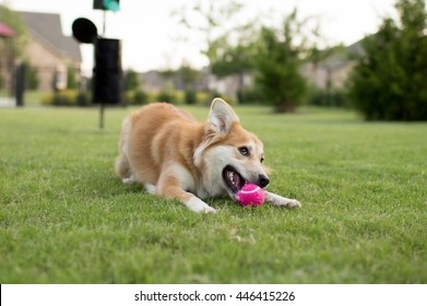 Happy Dog Playing At The Dog Park