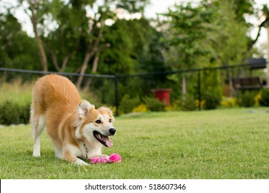 Happy Dog Playing At The Park With Toy