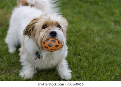 Happy Dog Playing In Play Stance