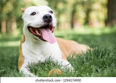 Happy Dog Portrait Stock Photo 1294174900 | Shutterstock