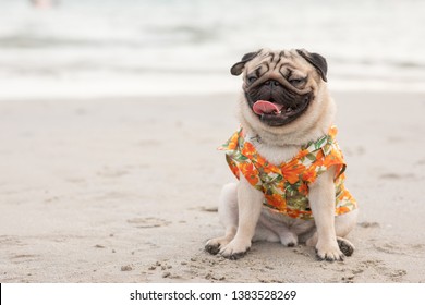Happy dog pug breed wearing Aloha shirts sitting on beach feeling so happiness and fun vacations on the beach,Dog vacations Concept 