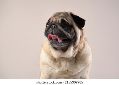 Happy Dog. Pug On A Beige Background In The Studio. Pet Indoor