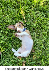 Happy Dog Puppy On The Grass Being Playful And Enjoying A Sunny Day. Beautiful Dachshund Sausage Dog With White And Brown Color.