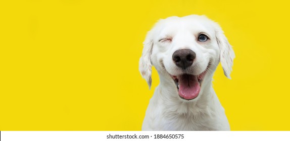 Happy dog puppy winking an eye and smiling  on colored yellow backgorund with closed eyes. - Shutterstock ID 1884650575