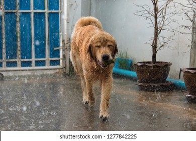 Happy Dog In The Rainy. Golden Retriever Looking Happy When Playing Rain.