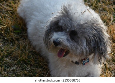 Happy Dog Relaxing Outside In Grass