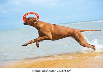 Happy Dog Rhodesian Ridgeback Running With Frisbee At The Beach See