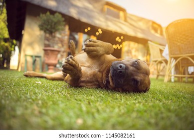 Happy Dog Rolling On The Ground And Relaxing In The Yard Laying On The Back