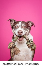 Happy Dog ​​holding Rope Toy In Mouth