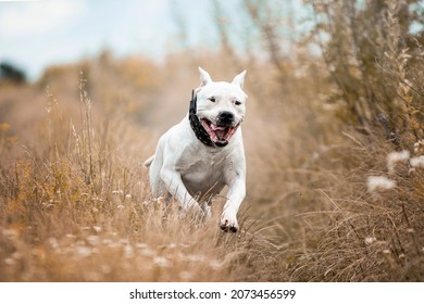 Happy dog running in the autumn field. Dogo Argentino running 
