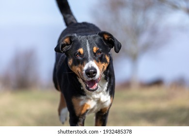 happy dog is running with flappy ears, Appenzeller Sennenhund