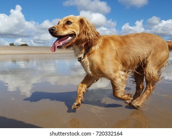 Happy Dog Running On Beach