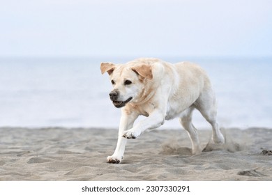perro feliz corriendo en el mar. fawn Labrador Retriever en la naturaleza. una mascota en un paseo activo