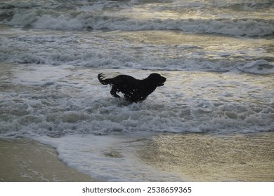 A happy dog running in the shallow waters of the sea at sunset - Powered by Shutterstock