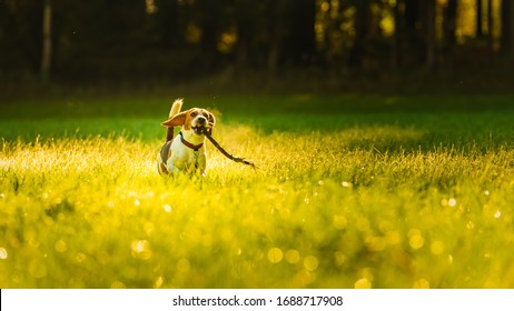 Happy dog running with stick through a green vivid meadow towards camera. Beagle dog background