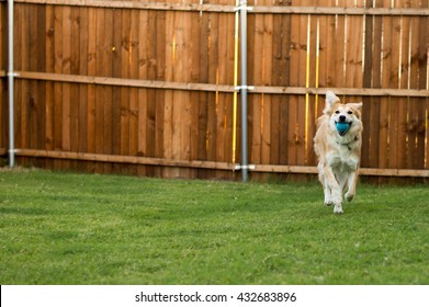 Happy Dog Running Through Backyard With Ball