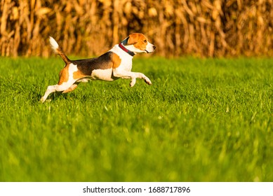 Happy Dog Running Through A Green Vivid Meadow Towards Camera. Profile Shoot Of Running Dog.