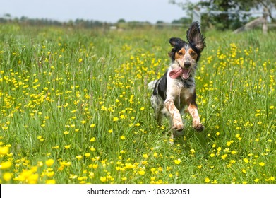 Happy Dog Running Through A Meadow With Buttercups