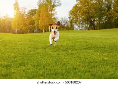 Happy Dog Running To You Directly Into The Camera. Relaxed Coutryside Pleasant Atmosphere. Natural Green Background. Series Of Photos