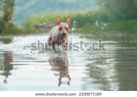 happy dog runs on water. Funny American Hairless Terrier play on the lake. Active holiday with a pet
