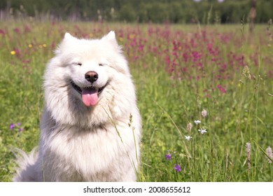 A happy dog of the Samoyed breed sits with his eyes closed against the background of a blooming meadow. Happy dog
