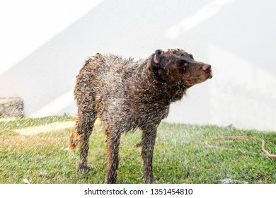 Happy Dog Shaking Off The Water After Bath Outdoors