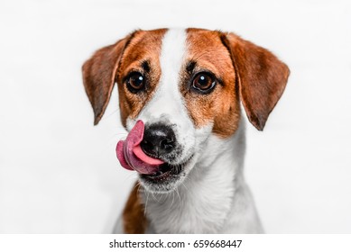 Happy Dog Showing Small Tongue