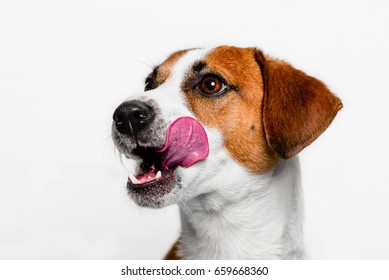 Happy Dog Showing Tongue